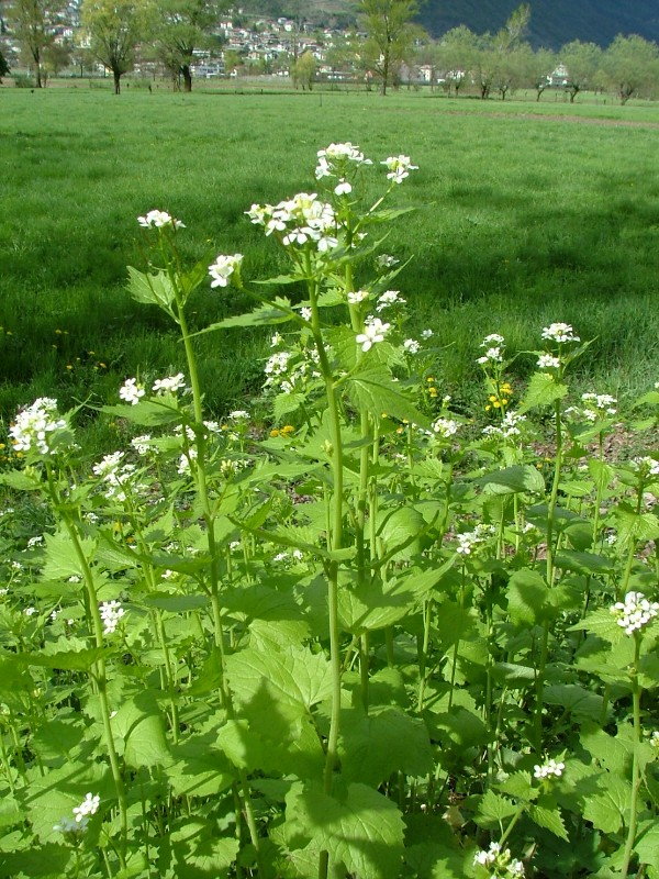 Alliaria petiolata